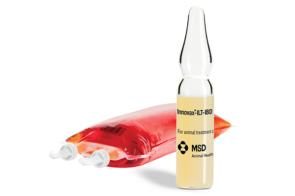 Innovax-ILT-IBD