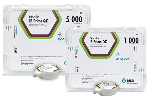 Nobilis® IB Primo QX