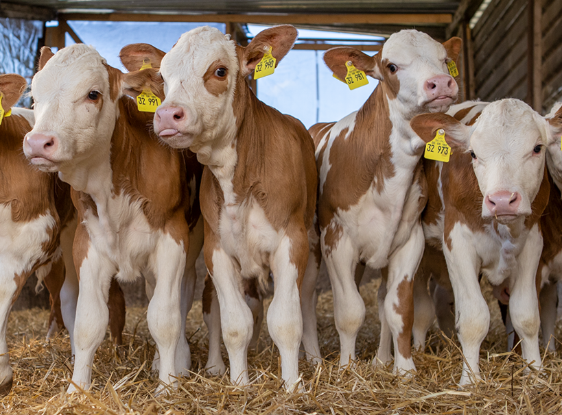 Cows1