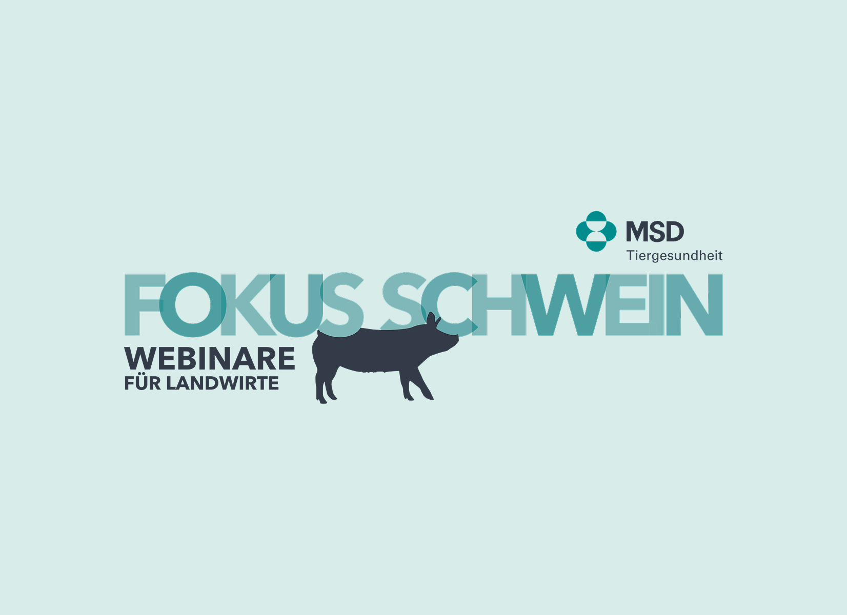 FokusSchwein