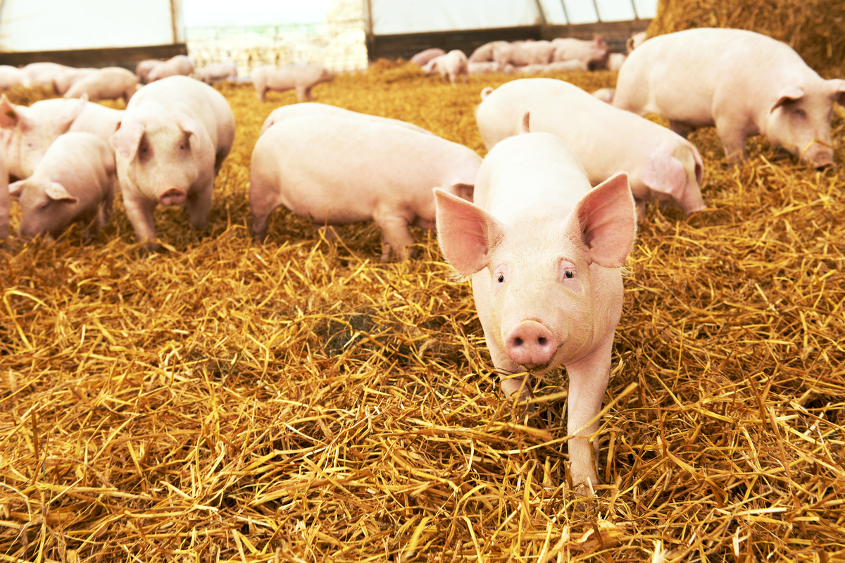 Aktuelle Ergebnisse aus der intradermalen Immunprophylaxe beim Schwein
