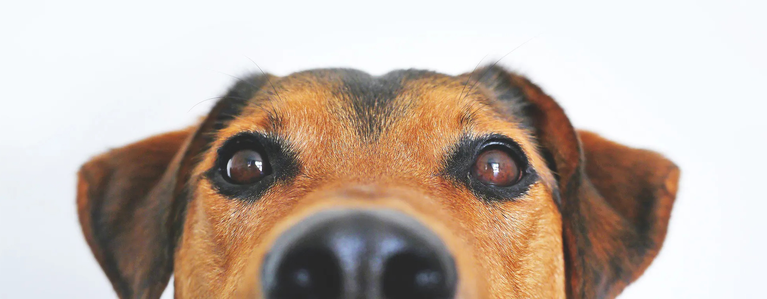 Neugieriger Hund Nahaufnahme eines Hundegesichts mit neugierigem Blick.