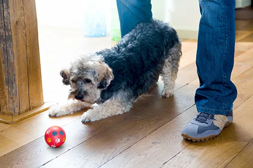 Hund spielt mit Ball Kleiner lockiger Hund spielt auf einem Holzboden mit einem bunten Ball.