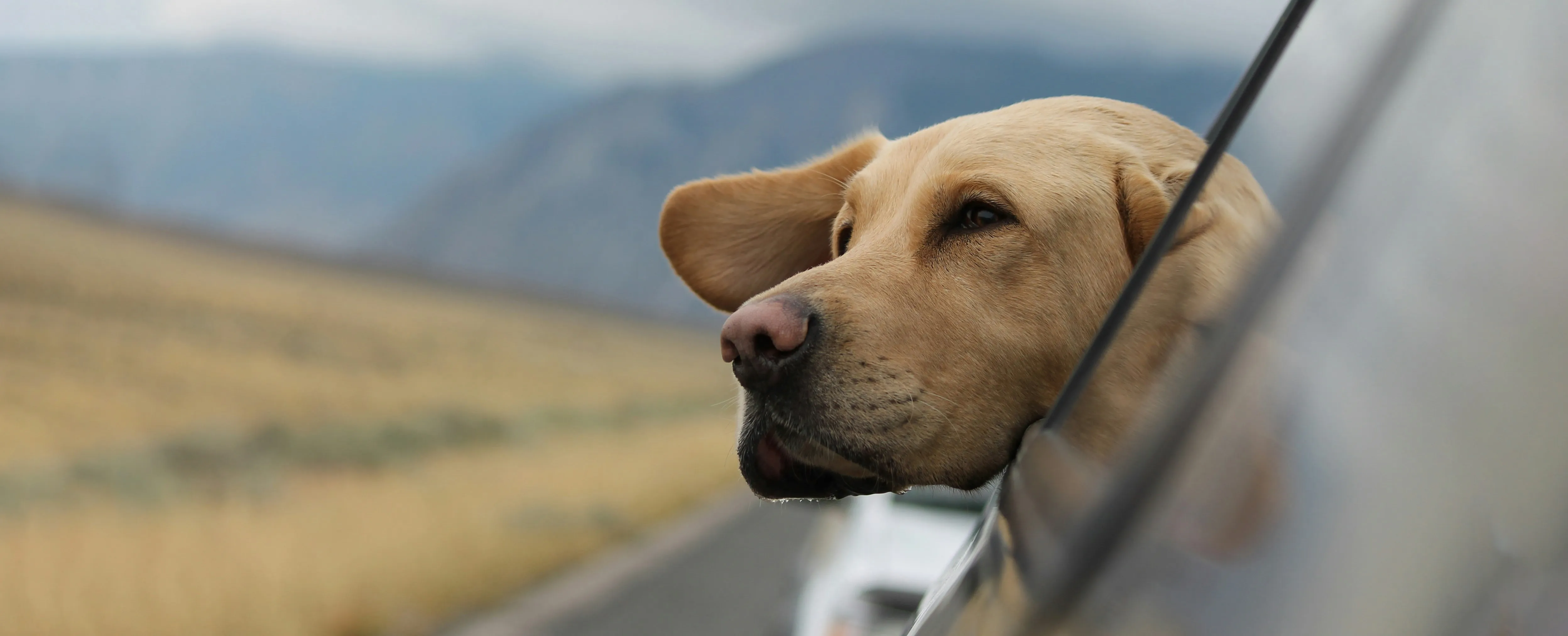 Labrador im Auto Gelber Labrador hängt entspannt aus dem Autofenster.
