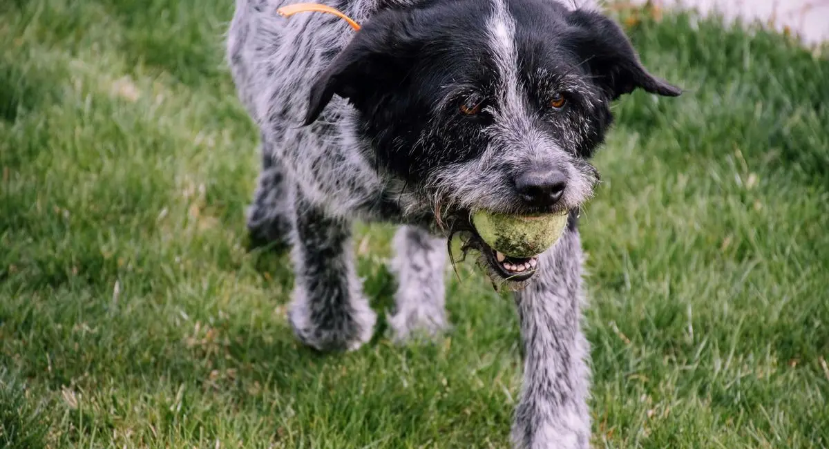 Warum Beschäftigung auch für ältere Hunde wichtig ist