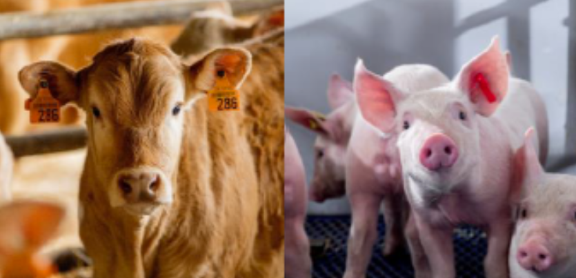 Fortbildung für Tierärzte: Schwerpunkt Schwein und Schwerpunkt Rind