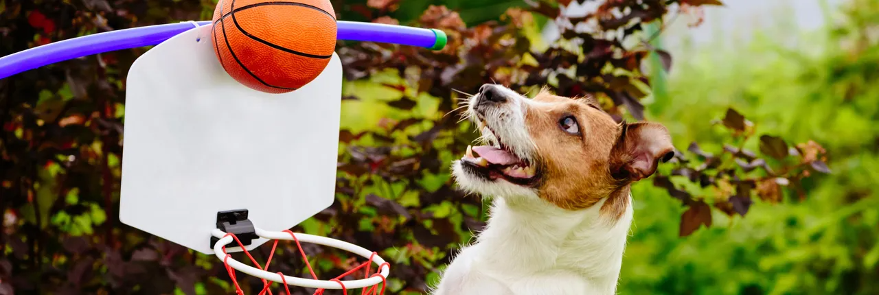 Inkontinenz bei alten Hunden: belastend, aber behandelbar