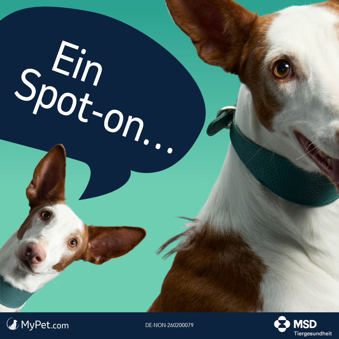 Ein Spot-on…