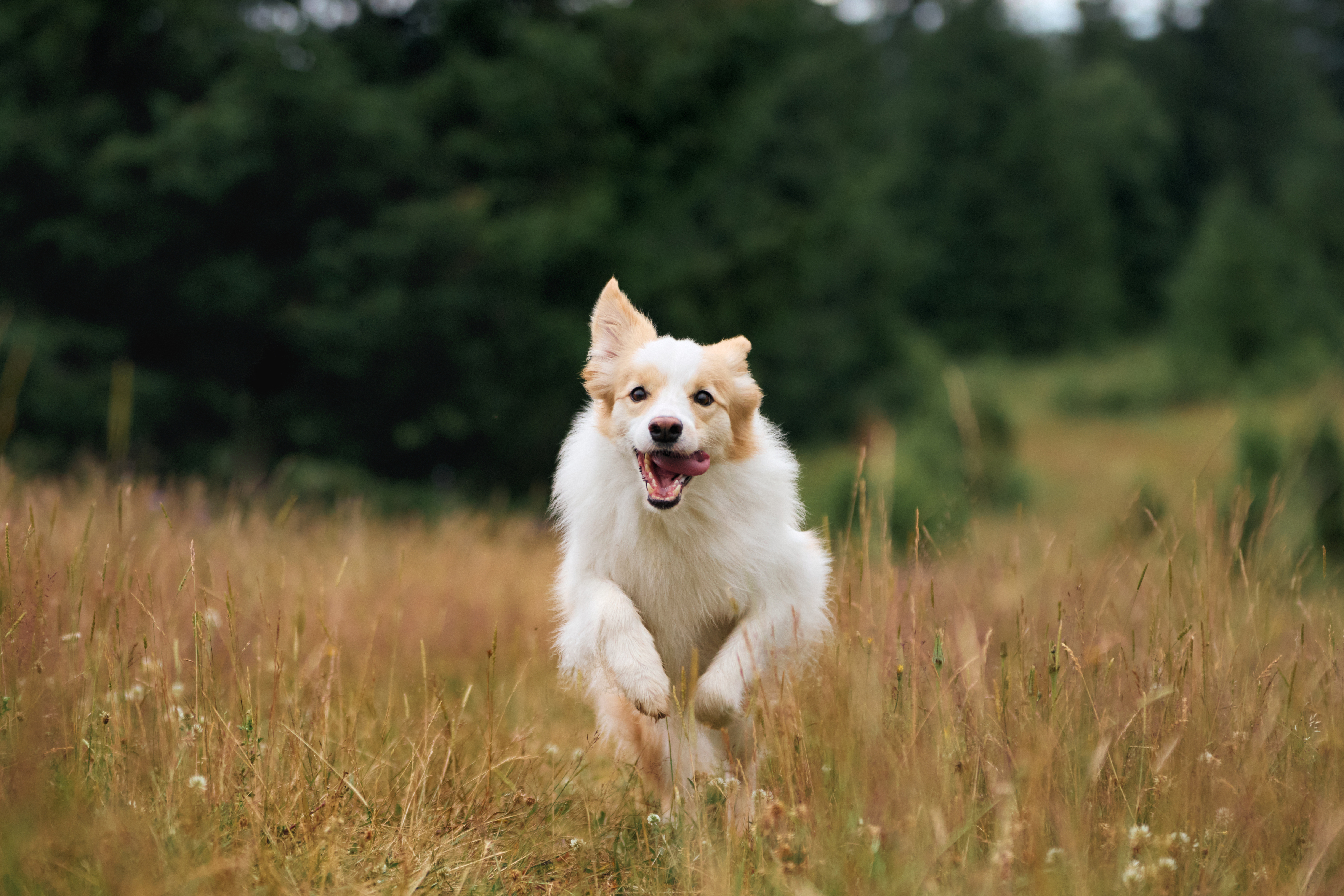 Zecken- und Flohschutz für Haustiere Rennender Hund auf Getreidefeld