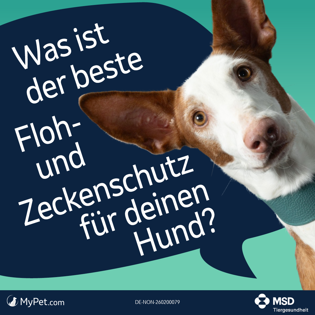 Was ist der beste Floh-und Zeckenschutz für deinen Hund
