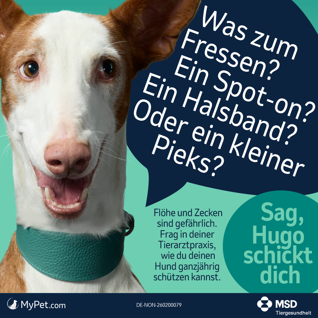 Was zum Fressen – Ein Spot-on – ein Halsband oder ein kleiner Pieks