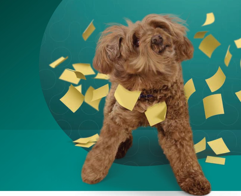 Webinar_Flohspeichdermatitis_Sep226_e2f068 Hund, der sich schüttelt und von vielen Post-it Notizzetteln befreit