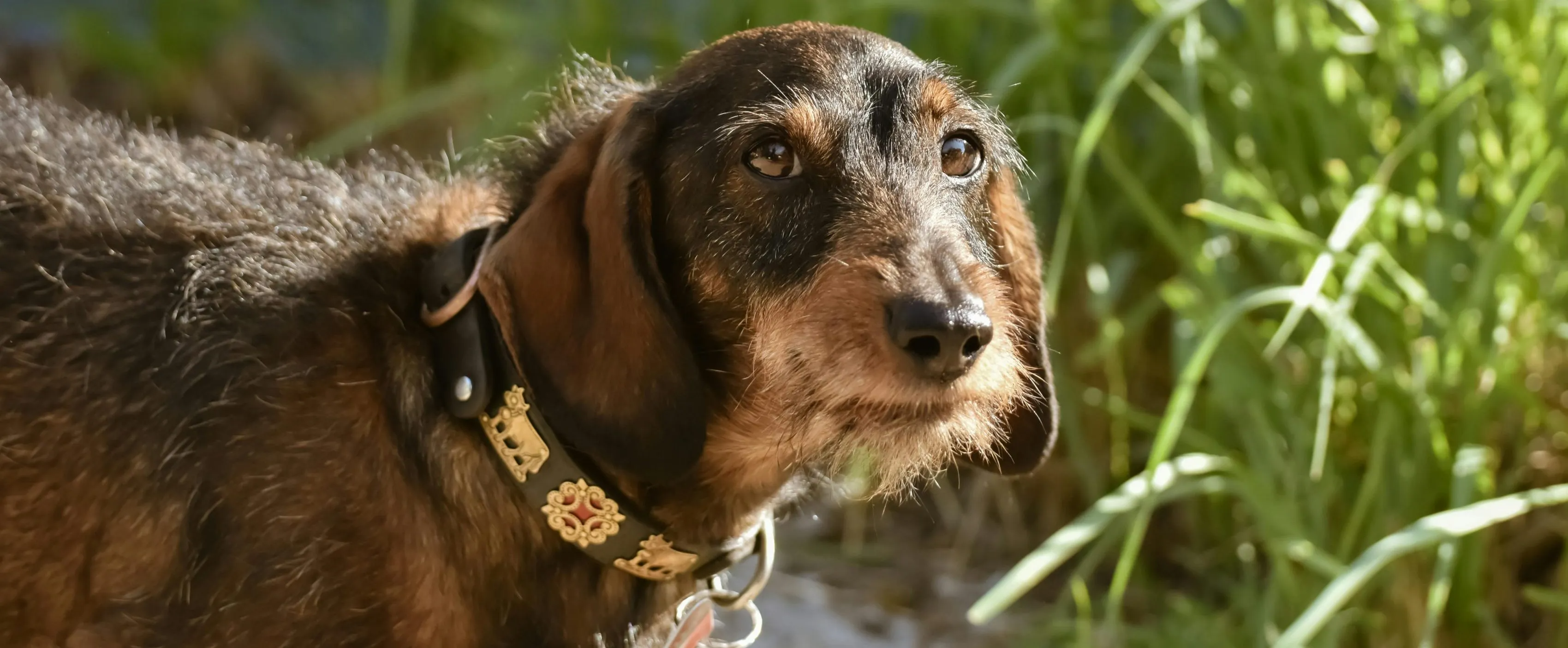 Alter Hund hustet – Krankheit oder Alterserscheinung?