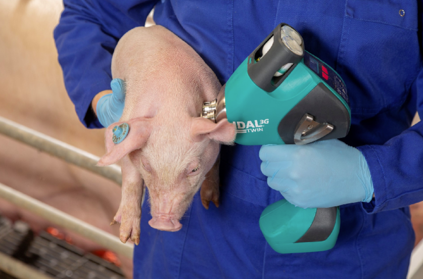 Next Level intradermale Impfung mit IDAL beim Schwein