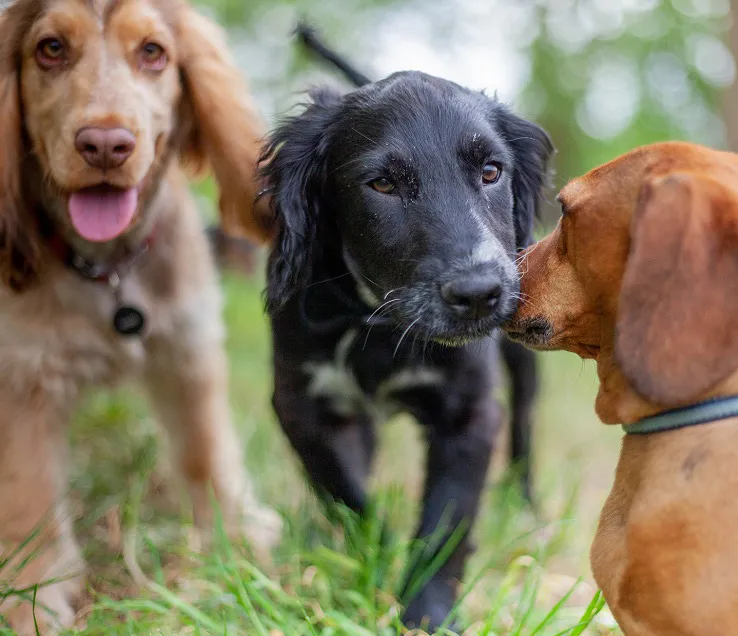Hunde im Garten Drei Hunde spielen auf einer grünen Wiese.