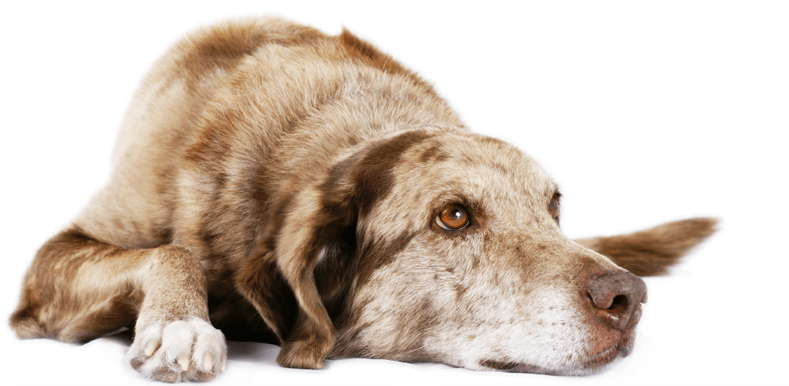 Ruhender Hund auf weißem Hintergrund.