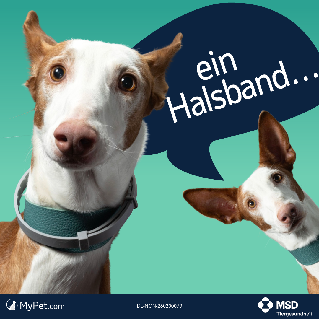 ein Halsband…
