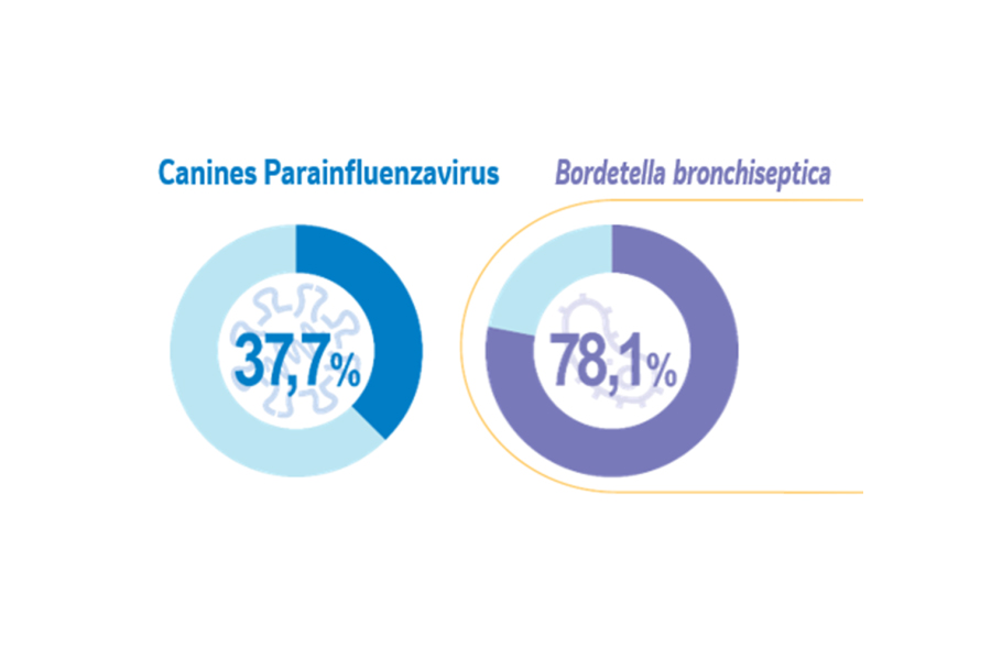 Virusstatistiken bei Hunden Zwei Kreisdiagramme mit Virusstatistiken für Hunde.