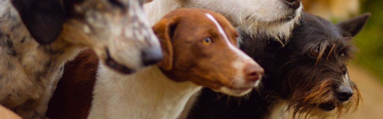 Geriatrisches Profil – Gesundheit alter Hunde stets im Blick behalten