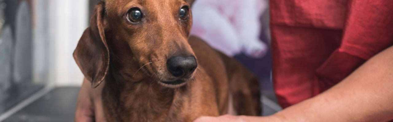 Trinkt Dein alter Hund plötzlich ungewöhnlich viel?