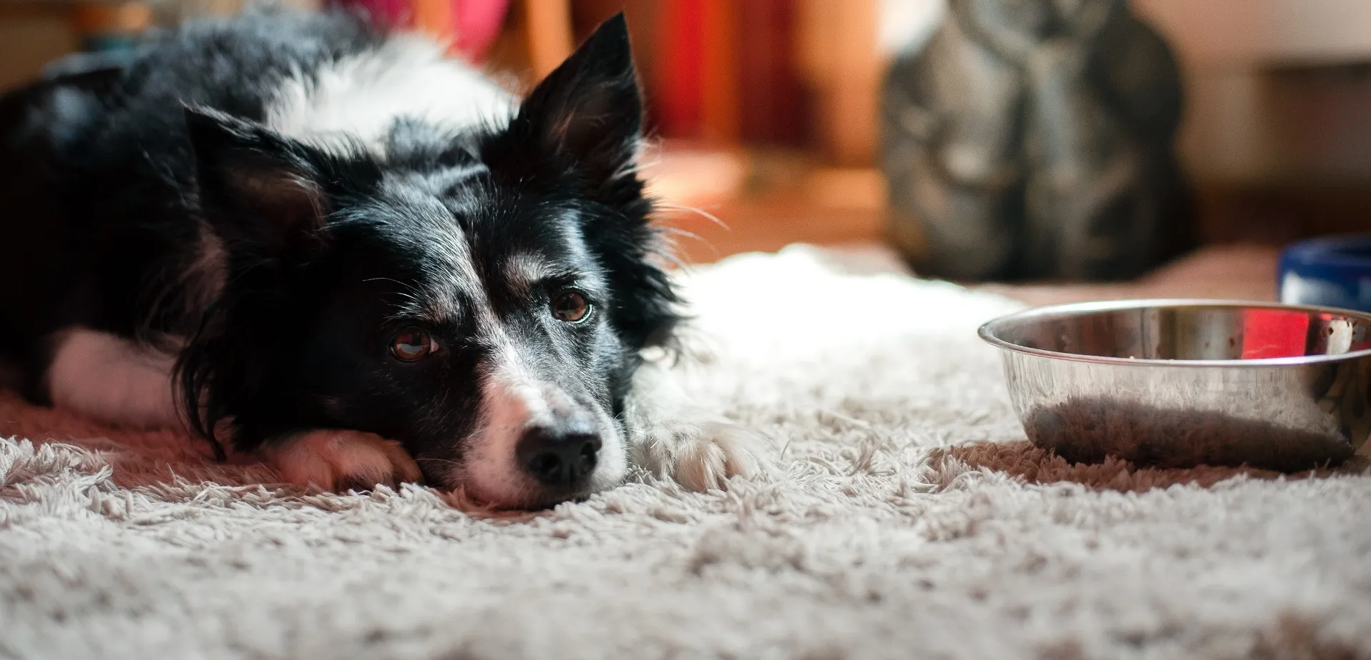 Alter Hund frisst nicht mehr? Ursachen & Hilfe