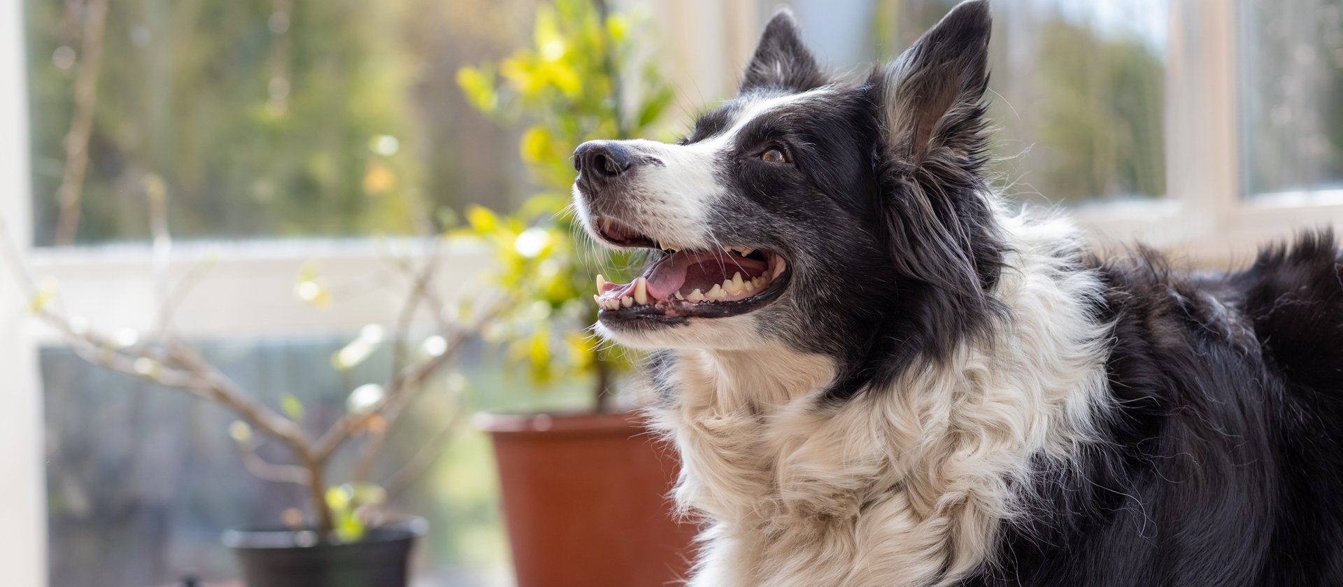 Vermutest Du bei Deinem Hund eine Demenz?