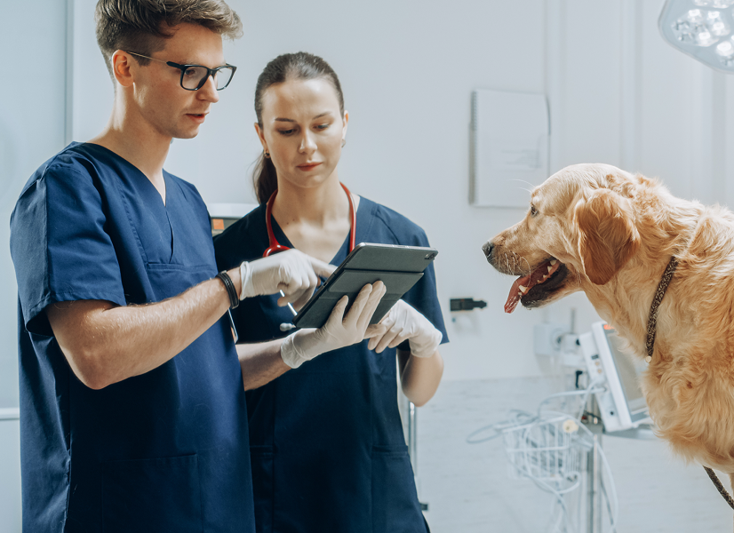 Tierärzteteam überprüft Patientendaten auf einem Tablet während der Untersuchung eines Golden Retrievers Eine halbnahe Augenhöhen-Aufnahme in einer hellen, sauberen Tierarztpraxis oder einem Operationssaal. Auf der linken Seite stehen zwei tiermedizinische Fachkräfte nebeneinander und tragen passende dunkelblaue Kasacks sowie weiße Schutzhandschuhe. Der Tierarzt im Vordergrund trägt eine Brille mit schwarzem Gestell und zeigt mit dem Finger auf den Bildschirm eines schwarzen Tablet-Computers, den seine Kollegin hält. Die Tierärztin blickt konzentriert auf das Tablet; um ihren Hals liegt ein rotes Stethoskop. Auf der rechten Seite des Bildes steht ein flauschiger, goldfarbener Golden Retriever im Profil auf einem Untersuchungstisch und blickt mit leicht geöffnetem Maul und herausgestreckter Zunge nach links zu den Tierärzten. Im unscharfen, weißwandigen Hintergrund sind medizinische Geräte zu erkennen, darunter ein Monitor und ein Rollwagen.