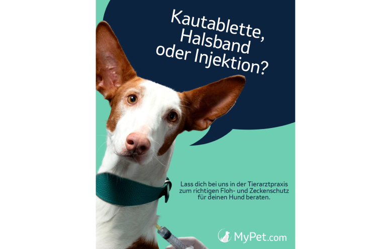 MyPet.com Informationsgrafik über die verschiedenen Methoden zum Floh- und Zeckenschutz beim Hund Eine vertikal ausgerichtete Infografik vor einem rein weißen Hintergrund. Die zentrale Grafik ist auf einem hellen, minzgrünen Hintergrund gestaltet. Auf der linken Seite schaut der Kopf eines braun-weißen Hundes mit großen, aufrecht stehenden Ohren (Podenco-Mischling) mit leicht geneigtem Kopf aufmerksam direkt in die Kamera. Er trägt ein breites, teal- oder türkisgrünes Halsband. Am unteren Bildrand ist die Hand einer Person in einem weißen Schutzhandschuh zu sehen, die dem Hund mit einer Spritze eine Injektion im Nackenbereich gibt. Aus der Richtung des Hundes ragt eine große, dunkelblaue Sprechblase in das Bild hinein, die den oberen und rechten Bereich ausfüllt. In dieser Sprechblase steht in klarer, weißer Schrift die deutsche Frage: "Kautablette, Halsband oder Injektion?". Rechts unten im minzgrünen Bereich befindet sich ein kleinerer, dunkelgrüner Hinweistext: „Lass dich bei uns in der Tierarztpraxis zum richtigen Floh- und Zeckenschutz für deinen Hund beraten.“ Ganz unten in der Mitte ist das Logo von "MyPet.com" inklusive einer weißen Hundesilhouette platziert.
