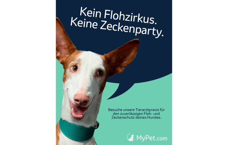 MyPet.com Informationsgrafik „Kein Flohzirkus. Keine Zeckenparty.“ für Hunde Eine vertikal ausgerichtete Infografik vor einem rein weißen Hintergrund. Die zentrale Grafik ist auf einem hellen, minzgrünen Hintergrund gestaltet. Auf der linken Seite ist der Kopf eines braun-weißen Hundes mit sehr großen, spitzen Stehohren (Podenco-Typ) abgebildet. Der Hund blickt mit leicht geöffnetem Maul, sichtbarer Zunge und aufmerksamem Blick direkt nach vorne. Er trägt ein breites, strukturiertes Halsband in einem kräftigen Teal- oder Türkisgrün. Aus der Richtung des Hundes ragt eine große, dunkelblaue Sprechblase in das Bild hinein, die den gesamten oberen und rechten Bereich ausfüllt. In dieser Sprechblase steht in leicht schräger, klarer weißer Schrift der deutsche Slogan: "Kein Flohzirkus. Keine Zeckenparty.". Rechts unten im minzgrünen Bereich befindet sich ein kleinerer, dunkelgrüner Textblock: „Besuche unsere Tierarztpraxis für den zuverlässigen Floh- und Zeckenschutz deines Hundes.“ Ganz unten in der Mitte ist das Logo von "MyPet.com" mit einer weißen Hundesilhouette im Kreis abgebildet.
