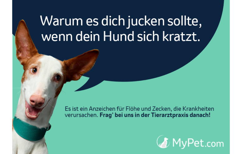 MyPet.com Informationsgrafik „Warum es dich jucken sollte…“ zum Floh- und Zeckenschutz beim Hund Eine im Querformat ausgerichtete Infografik auf einem hellen, minzgrünen Hintergrund. Auf der linken Seite ist der Kopf eines braun-weißen Hundes mit sehr großen, aufrecht stehenden Stehohren (Podenco-Typ) abgebildet. Der Hund blickt mit leicht geöffnetem Maul und aufmerksamem Ausdruck direkt nach vorne. Er trägt ein breites, strukturiertes Halsband in einem kräftigen Teal- oder Türkisgrün. Aus der Richtung des Hundekopfes ragt eine große, dunkelblaue Sprechblase in das Bild hinein, die den gesamten oberen Bereich ausfüllt. In dieser Sprechblase steht in klarer, weißer Schrift der deutsche Satz: „Warum es dich jucken sollte, wenn dein Hund sich kratzt.“. Darunter, im minzgrünen Bereich, befindet sich ein kleinerer, dunkelgrüner Textblock: „Es ist ein Anzeichen für Flöhe und Zecken, die Krankheiten verursachen. Frag’ bei uns in der Tierarztpraxis danach!“. Ganz unten rechts ist das Logo von „MyPet.com“ mit einer weißen Hundesilhouette im Kreis platziert.