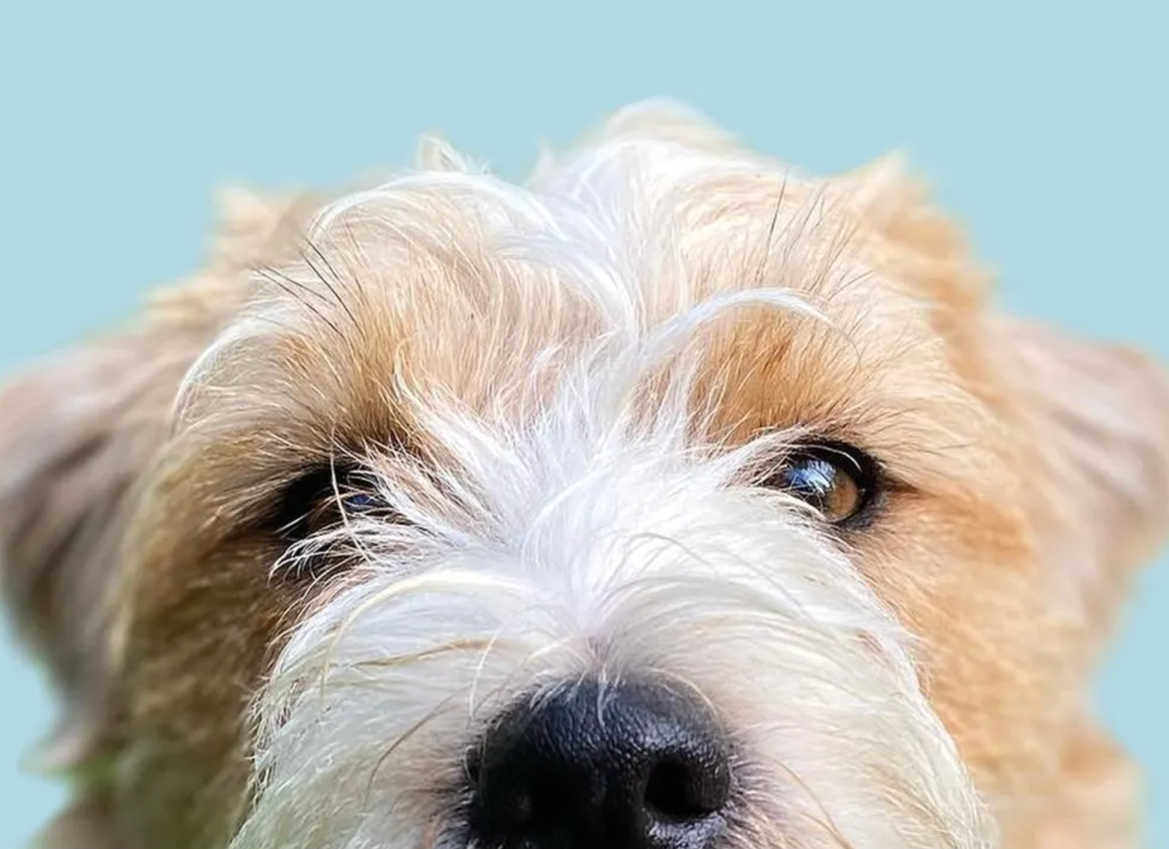 Nahaufnahme eines aufmerksamen, ruigharigen Hundes Eine extreme Close-up-Aufnahme auf Augenhöhe, die das Gesicht eines Hundes mit zotteligem oder drahtigem Fell zeigt. Das Bild ist vor einem gleichmäßigen, hellblauen Hintergrund freigestellt. Der Fokus liegt ganz intensiv auf den braunen Augen des Hundes, die direkt in die Kamera blicken. Das Fell um die Augen und auf der Stirn ist eine Mischung uit Weiß und hellen, beigebraunen Tönen. Am unteren Bildrand ist die schwarze, feuchte Nase des Tieres mittig angeschnitten, während der Rest der Schnuitze und der Körper nicht mehr im Bild zu sehen sind.