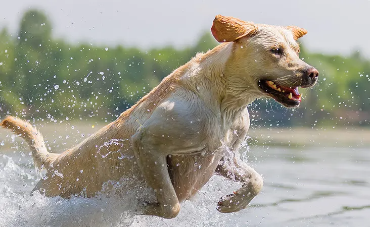 Spielender Labrador Labrador springt durch Wasser.
