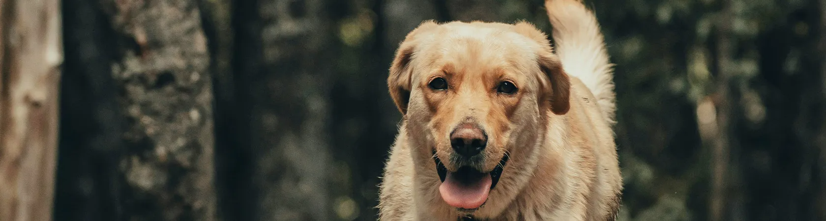 Warum ältere Hunde nur draußen liegen wollen