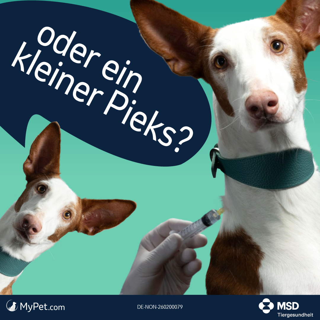 oder ein kleiner Pieks