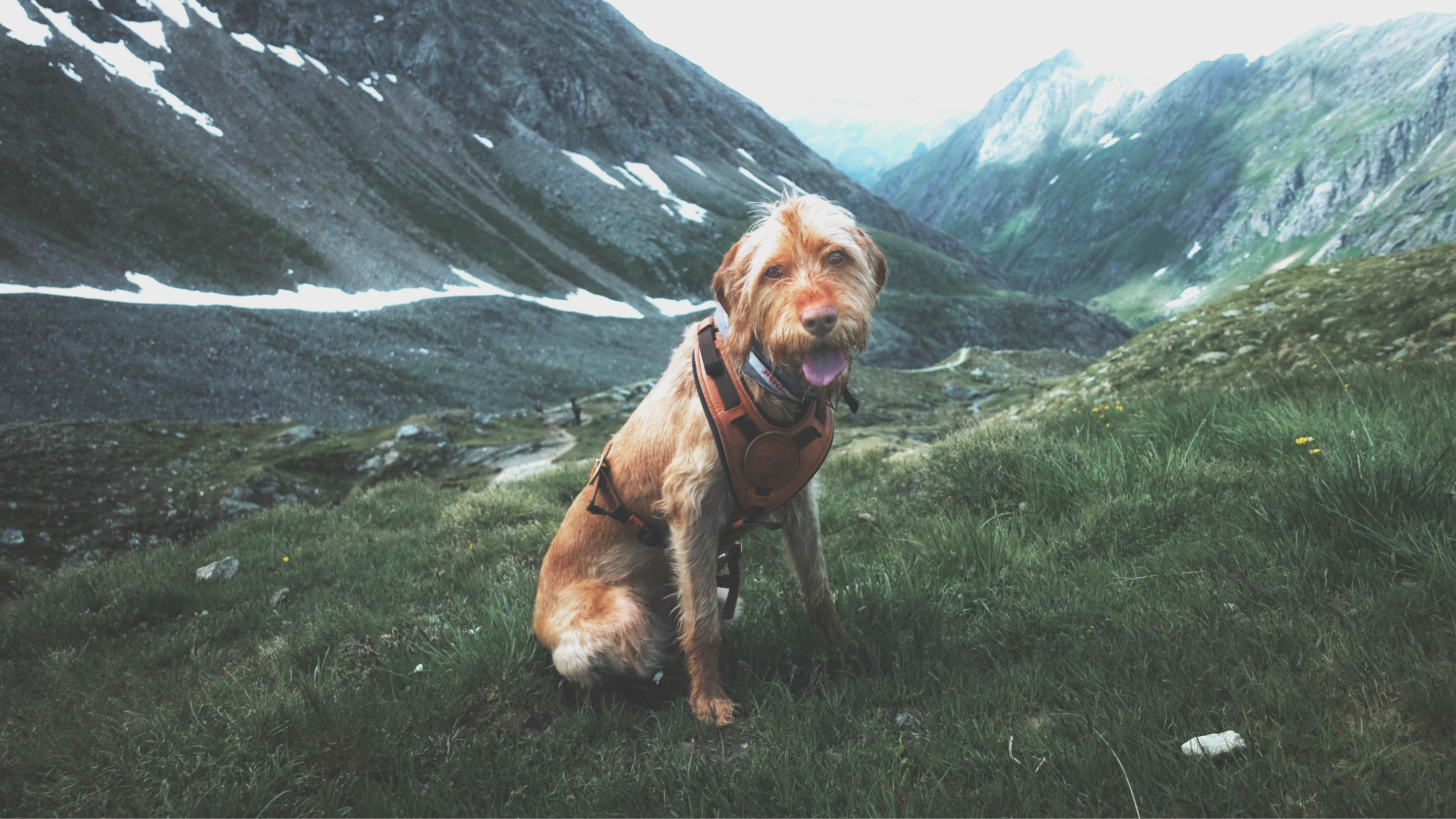 Wer ist der älteste Hund der Welt?