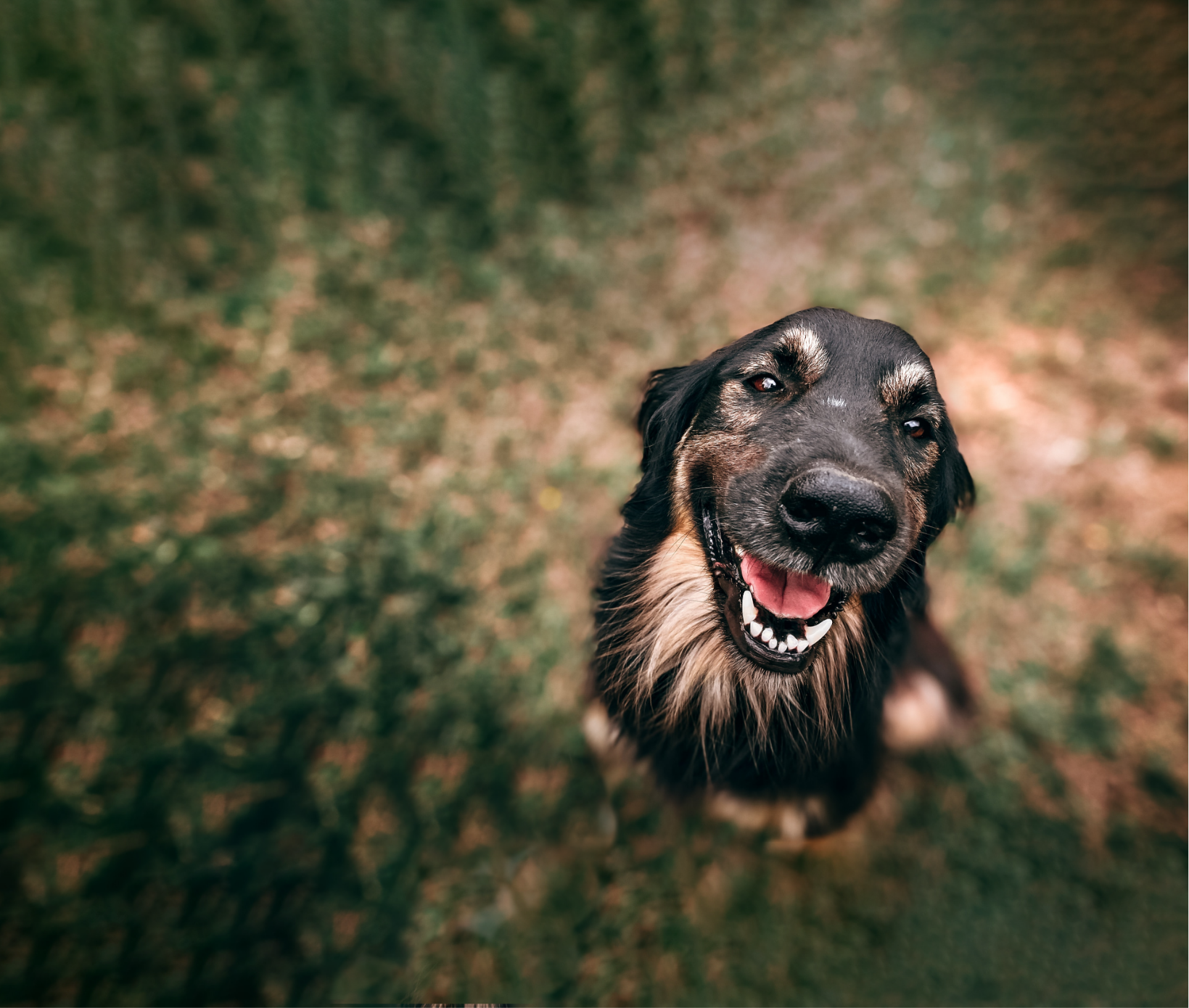 Ist Zittern bei Hunden im Alter normal oder ein Krankheitssignal