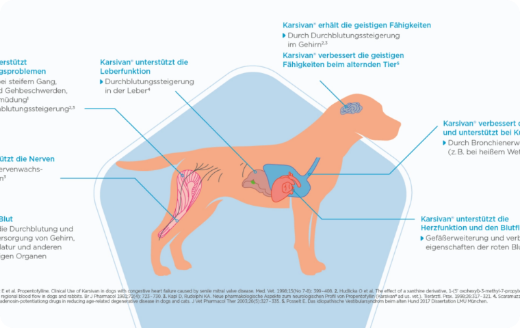 Hundegesundheit im Überblick Illustration eines Hundes mit hervorgehobenen Organen.