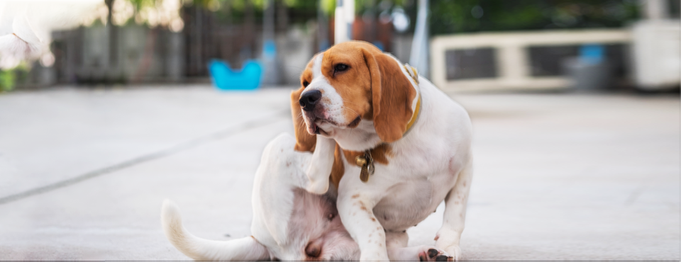 Foto juckender Hund Foto mit Hund, der sich kratzt