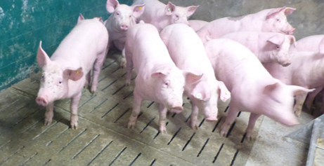 Ferkel Stall Viele Ferkel stehen zusammen in einem Stall