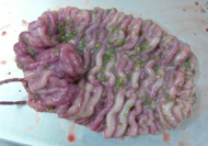 Lawsonien befallener Schweinedarm