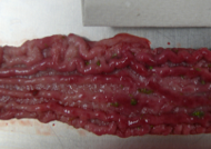 Ein Schweinedarm welcher von Lawsonien Bakterien befallen wurde
