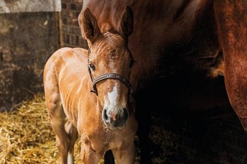 Gebärmutterentzündung Pferd Nach Geburt