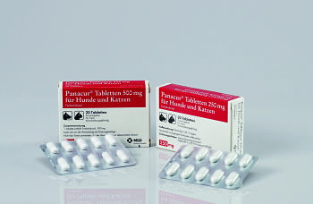 giardien katze tabletten