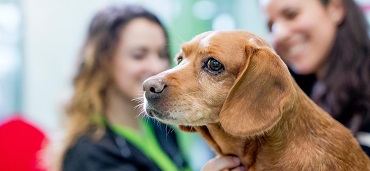 Klicken Sie zum Besuch der Petcampus.de Webseite mit aufgezeichneten Webinars