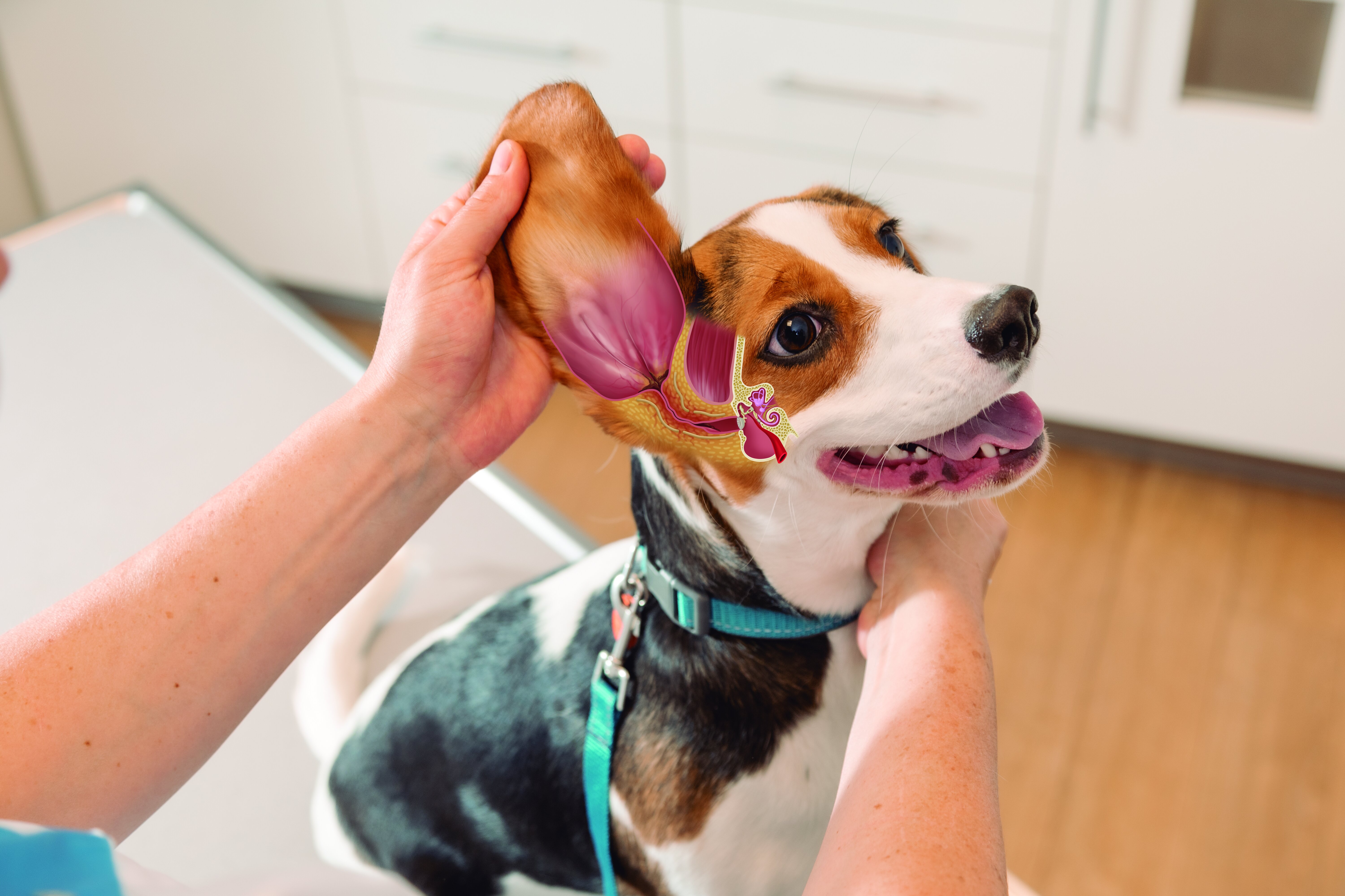Otitis-darstellendes Bild mit Hund